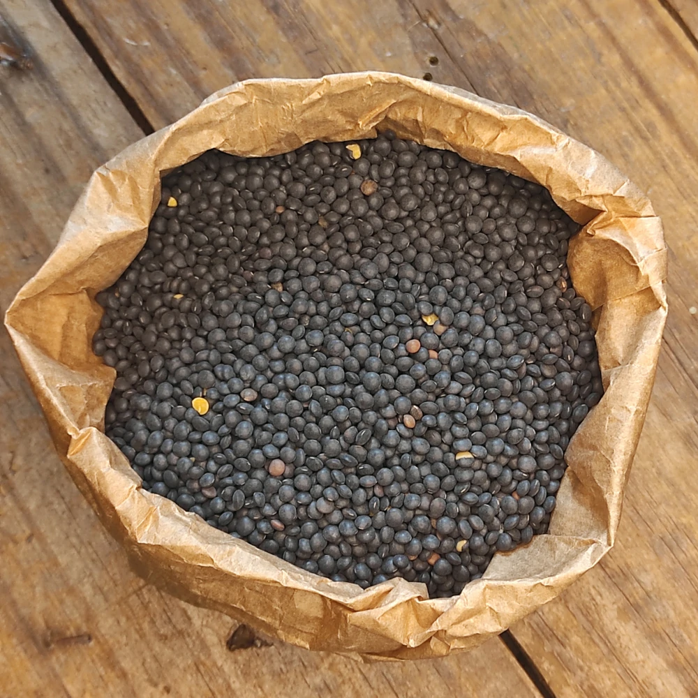 lentichienere